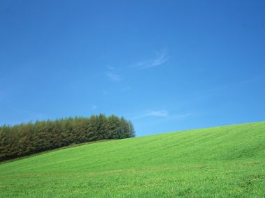 晴朗蓝天郊野绿色草坡针叶林田园风光