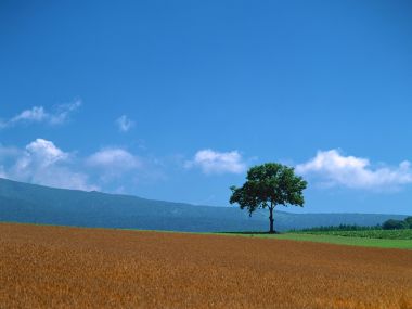 夏日晴空郊野麦田孤树田园自然风光