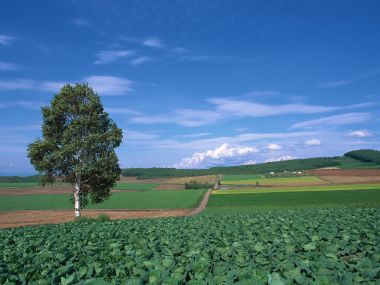 日本北海道美瑛町夏日田园白桦树自然风光