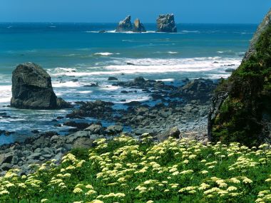 加利福尼亚州红杉国家公园德尔诺特海岸牛防风草海滨风光