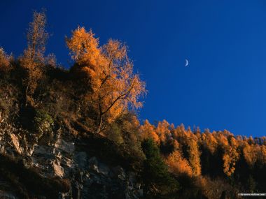 秋日山野金黄落叶松林 悬崖晴空弯月秋景壁纸