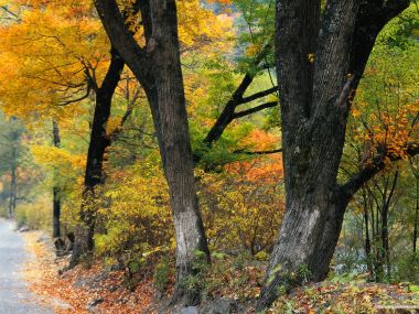 秋日郊野森林公路斑斓秋景