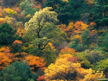 秋季层林尽染的彩叶森林山野风光