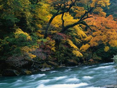 秋日彩叶森林山间溪流秋景自然风光壁纸