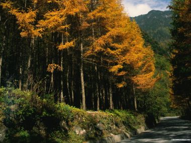 秋季金黄落叶松森林山间公路秋景摄影