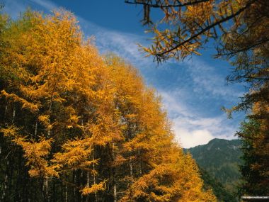 秋季金黄落叶松森林晴空山野风光