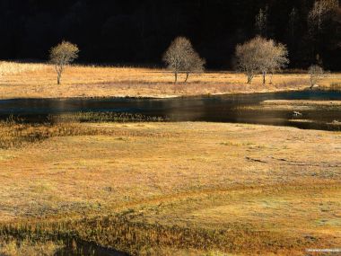 秋日森林郊野湿地金色草甸风光