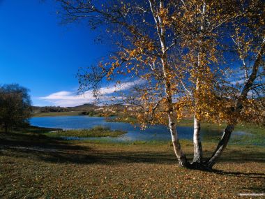 Autumn Forest Lake Golden Birch Tree Scenery