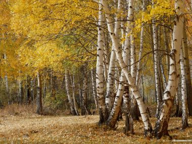 秋季金黄白桦林森林自然风光壁纸