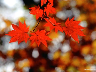 Bright Red Autumn Maple Leaves Closeup Nature Scenery