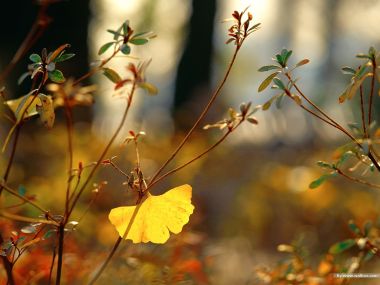 Golden Ginkgo Leaf Autumn Forest Sunlight Closeup