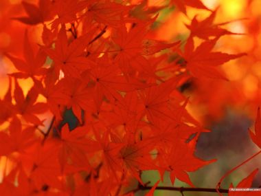 秋日火红枫叶特写秋景壁纸