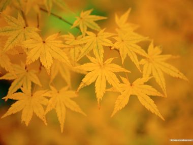 秋日暖黄枫叶特写秋景壁纸