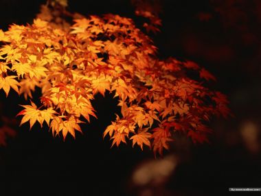 Warm Light Illuminated Autumn Red Maple Leaves Close Up