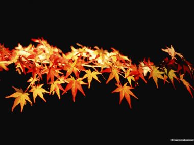 Warm Light Illuminated Autumn Maple Leaves Black Background