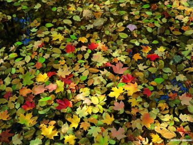 Colorful Autumn Leaves Floating On Clear Stream Autumn Scenery