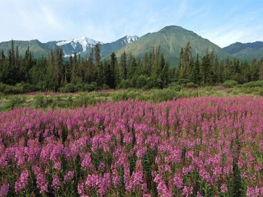 Fireweed Field Kluane National Park Canada Mountain Landscape