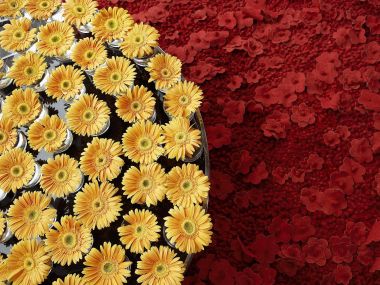 Floral Art Exhibition Yellow Red Contrast Flower Installation