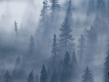 Foggy Coniferous Forest