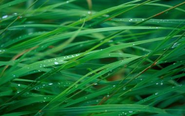 雨后带露珠的青草叶片微距特写