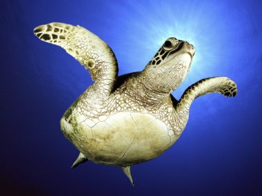 Green Sea Turtle Swimming In Hawaii Ocean