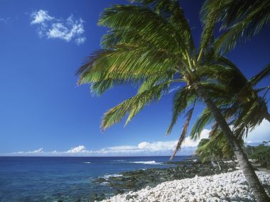 Hawaiian Palm Tree On Volcanic Beach