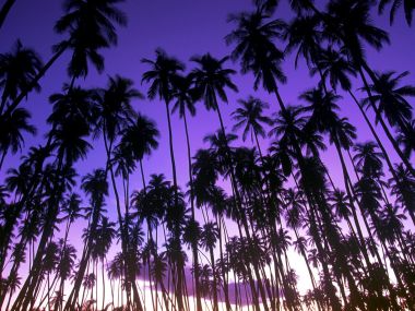 夏威夷棕榈林黄昏紫霞剪影风光