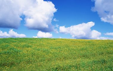夏日晴空下开满黄色小花的翠绿草原自然风景