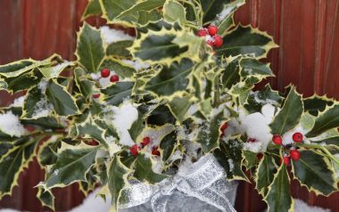 Snow Covered Holly Berry Closeup