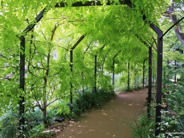 日本庭园春日绿植廊架林荫步道景观