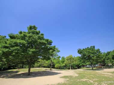 晴朗蓝天下的日本公园绿树草坪风光
