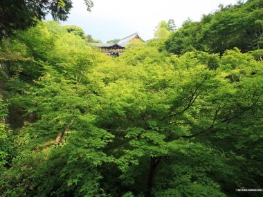 日本日式园林初夏新绿枫树环绕古建风光