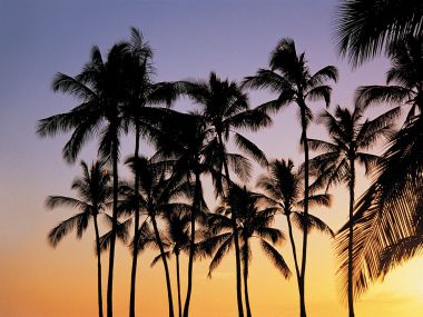 夏威夷可爱岛棕榈树剪影夕阳
