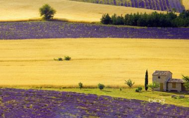 Lavender Fields Near Sault Provence France Rural Scenery