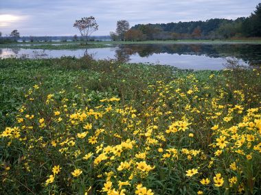 Marigolds Blooming In Swamp Martin Dies Jr State Park Texas