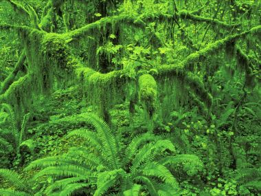 美国奥林匹克国家公园霍雨林苔藓植被