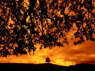 Oak Horizons 橡树剪影黄昏日落郊野地平线风光