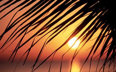 牙买加夕阳下的棕榈叶剪影