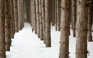 冬日雪中松树林景观