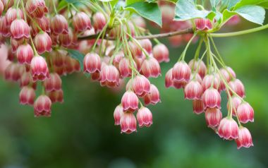 Red Bells红色吊钟花春日微距特写