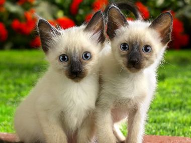 Two Siamese Kittens Blue Eyes Outdoor Grass Cute Photo