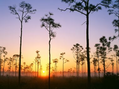 Silhouetted Pines At Sunrise Everglades National Park Florida