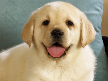 微笑的奶黄色拉布拉多幼犬特写