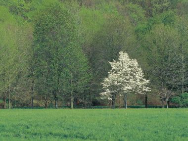 Spring Blooming Tree Bucks County Pennsylvania