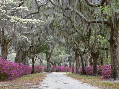 Springtime In Savannah Georgia Oak Azalea Scenic Path