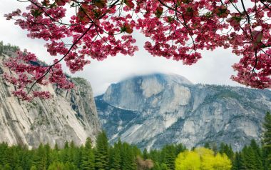 Springtime Dogwood Flowers Yosemite National Park