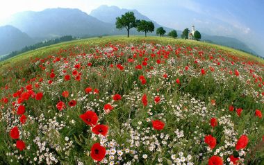 St Coloman Church Bavaria Poppy Field