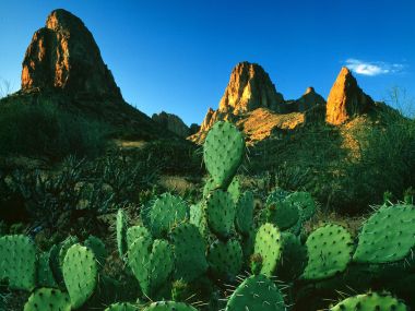 Sunrise Light Prickly Pear Cacti Superstition Mountains Arizona