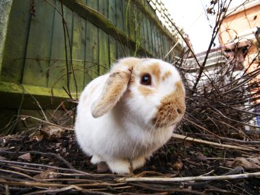 Cute Holland Lop Rabbit Garden Closeup