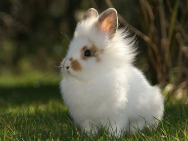 White Long Haired Rabbit Sunlight